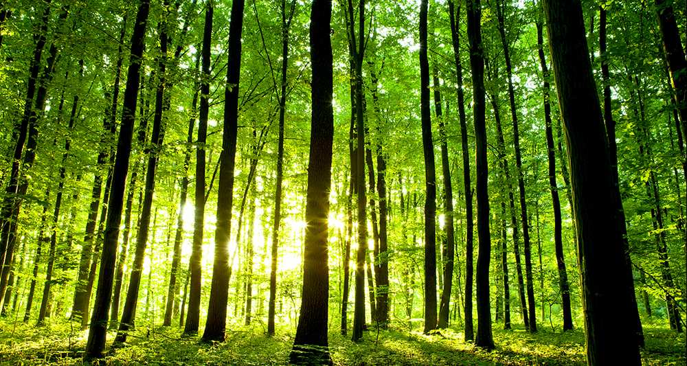 foret